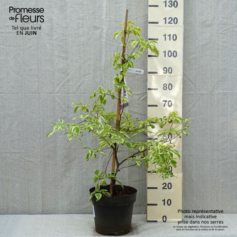 Cornus controversa Gosia - Giant Dogwood 7.5L/10L potShipped height around 80/100cm sample as delivered in spring