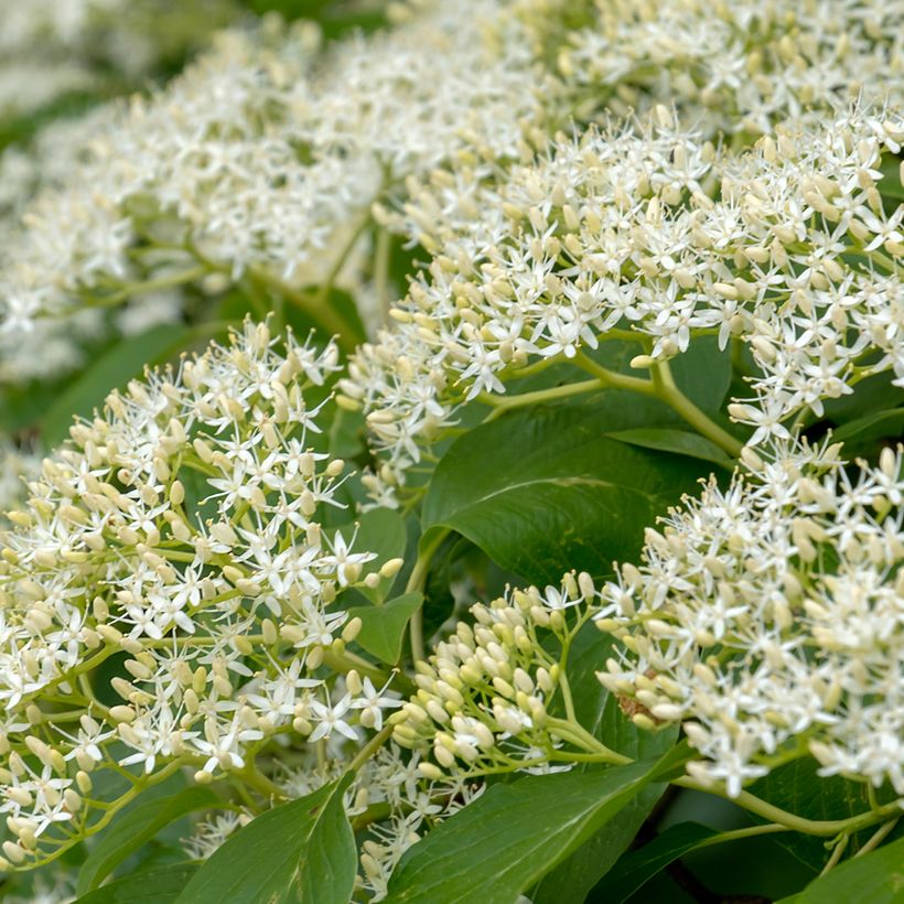 Cornus controversa Pagoda - Giant Dogwood (Flowering)