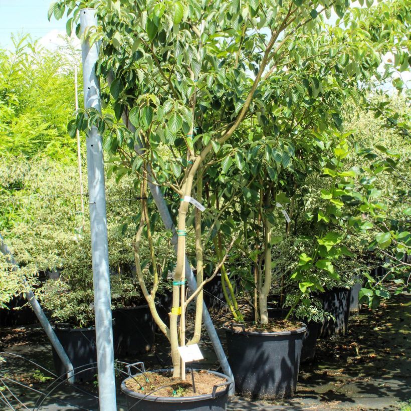 Cornus controversa Pagoda - Giant Dogwood sample as delivered in spring