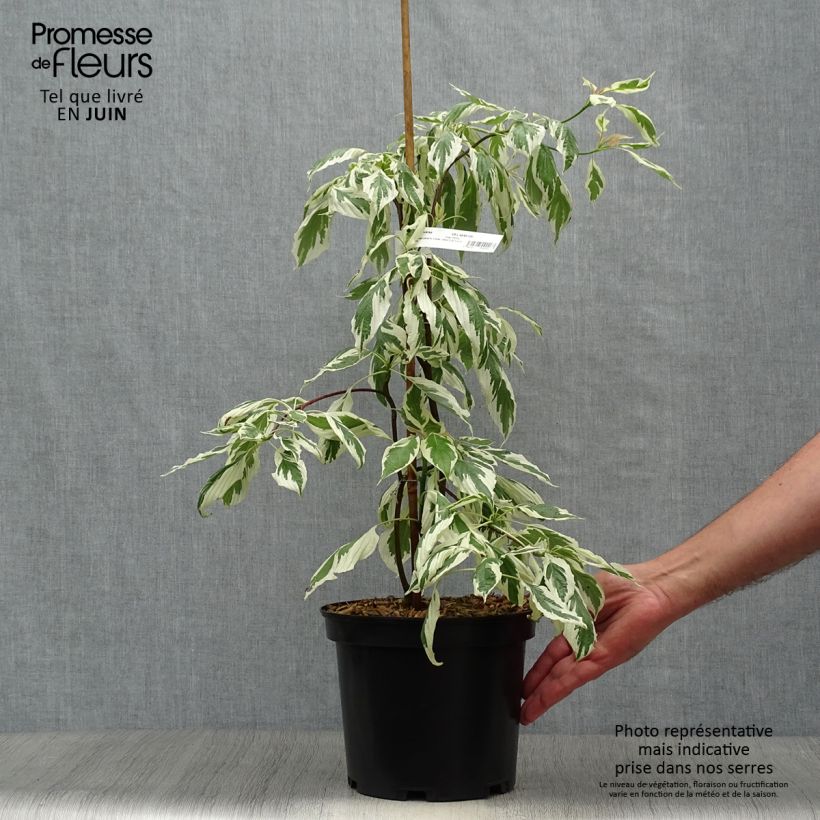 Cornus controversa Variegata - Giant Dogwood 3L/4L pot sample as delivered in summer