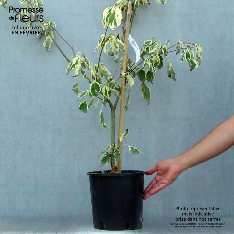 Cornus controversa Variegata - Giant Dogwood 7.5L/10L pot sample as delivered in autumn