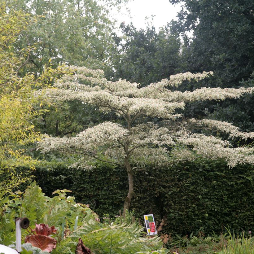 Cornus controversa Variegata - Giant Dogwood (Plant habit)