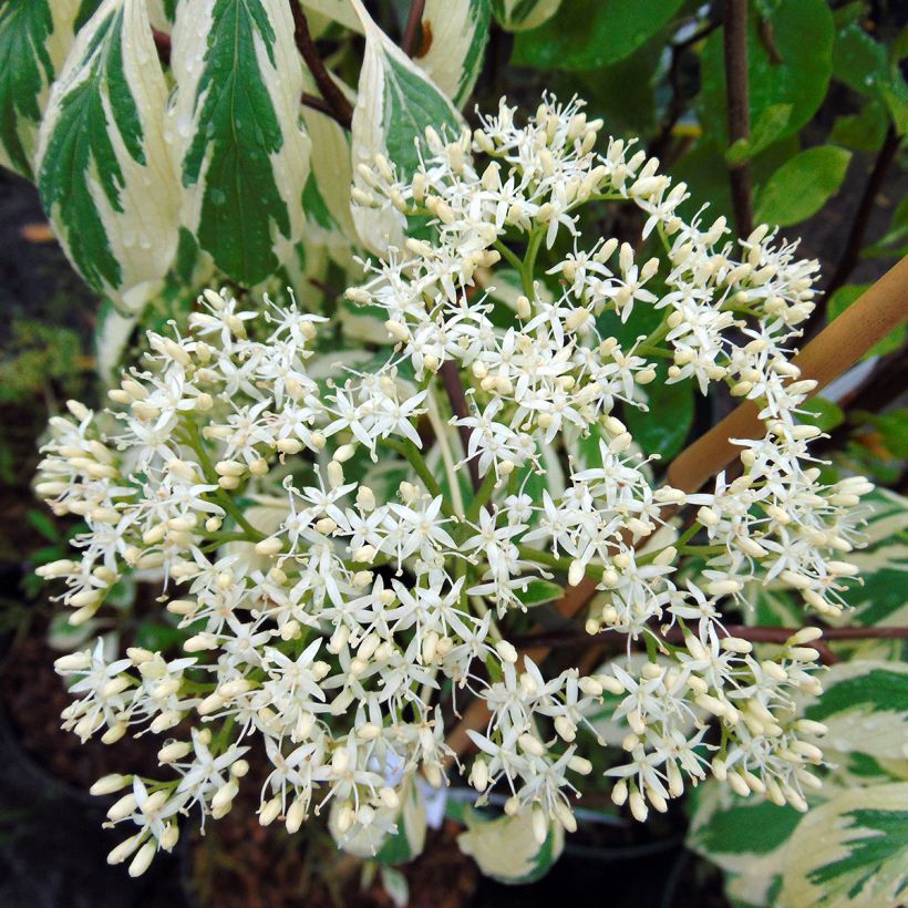 Cornus controversa Variegata - Giant Dogwood (Flowering)