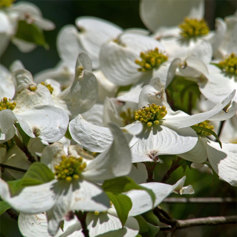 Cornus florida - Flowering Dogwood (Flowering)