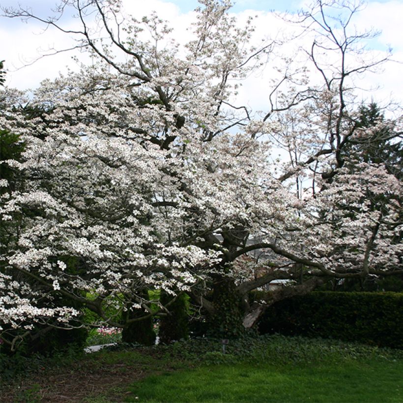 Cornus florida - Flowering Dogwood (Plant habit)