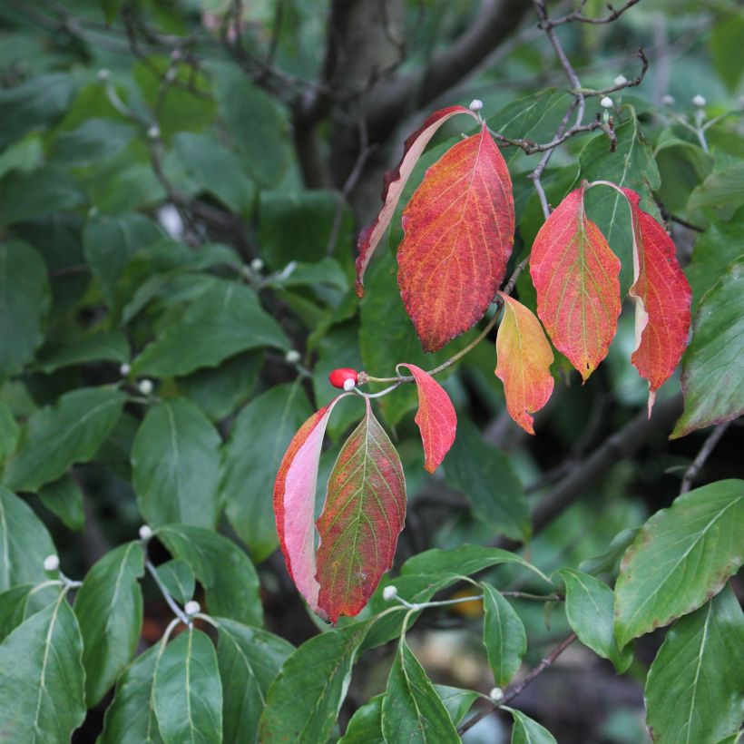 Cornus florida Cherokee Chief - Flowering Dogwood (Foliage)