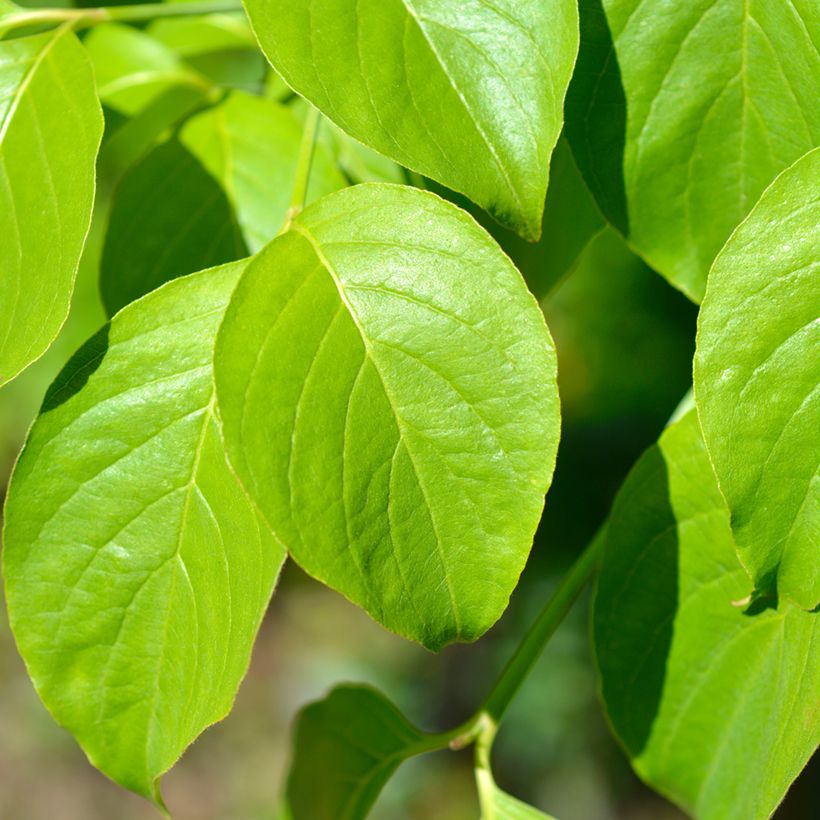 Cornus florida Cherokee Chief - Flowering Dogwood (Foliage)