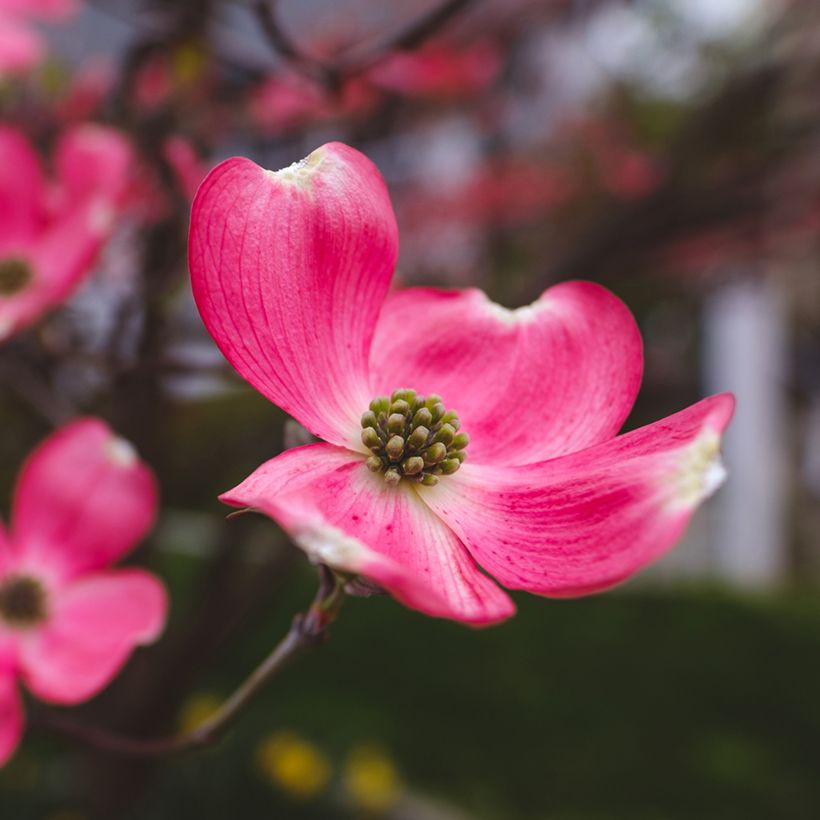 Cornus florida Cherokee Chief - Flowering Dogwood (Flowering)