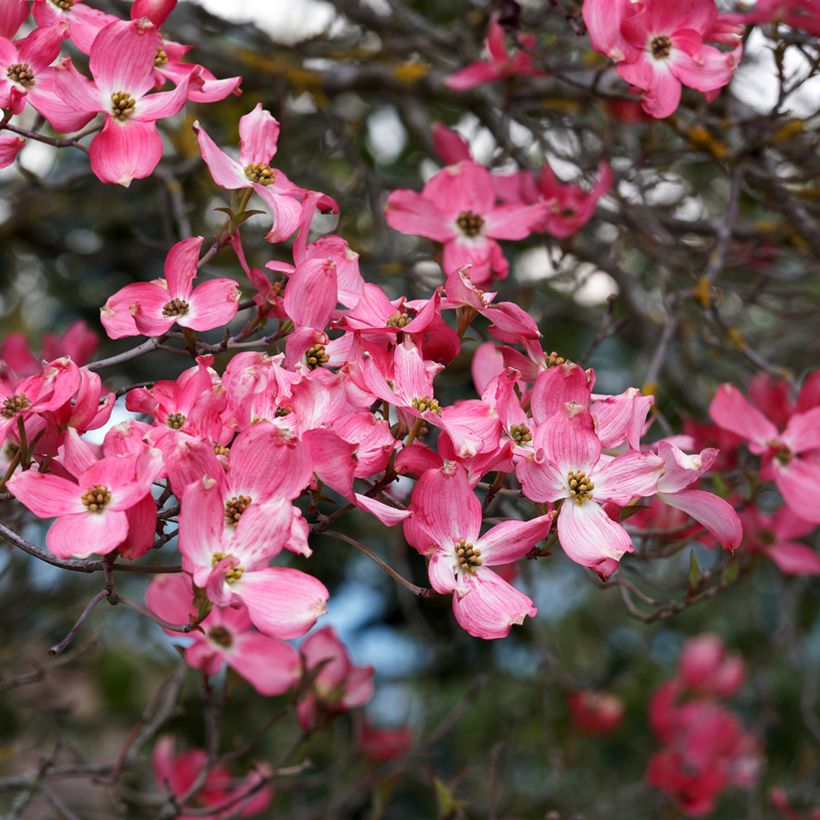 Cornus florida Cherokee Sunset - Flowering Dogwood (Flowering)