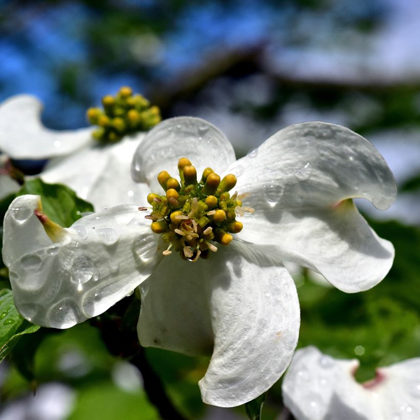 Flowering Dogwood - Cornus florida (Flowering)