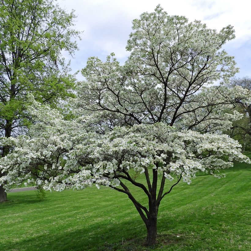 Flowering Dogwood - Cornus florida (Plant habit)