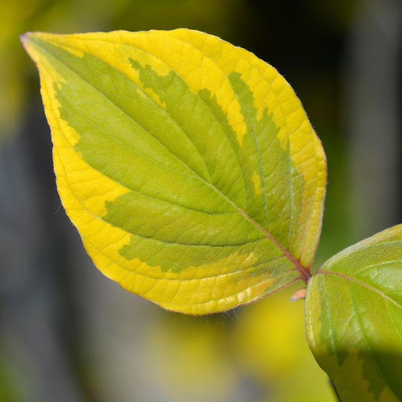 Cornus florida Rainbow - Flowering Dogwood (Foliage)