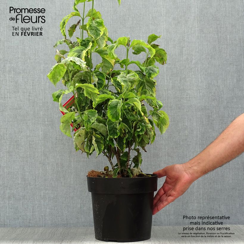 Cornus florida Rainbow - Flowering Dogwood 6L/7L pot sample as delivered in autumn