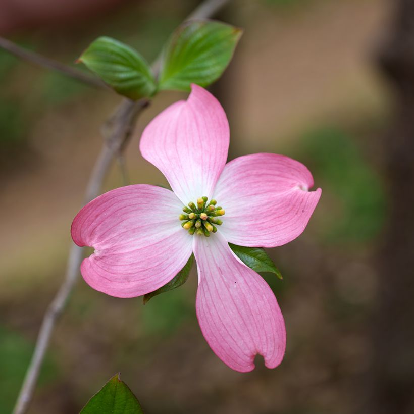 Cornus florida Rubra - Flowering Dogwood (Flowering)
