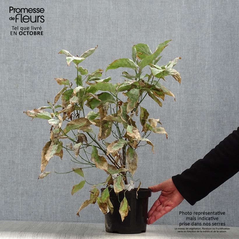 Flowering Dogwood - Cornus florida 2L/3L pot sample as delivered in autumn