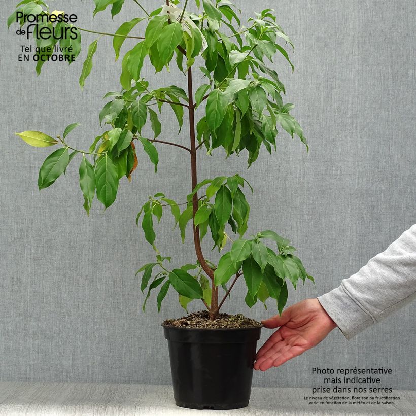 Cornus hongkongensis Parc de Haute Bretagne - Hong Kong Dogwood 4L/5L pot sample as delivered in autumn