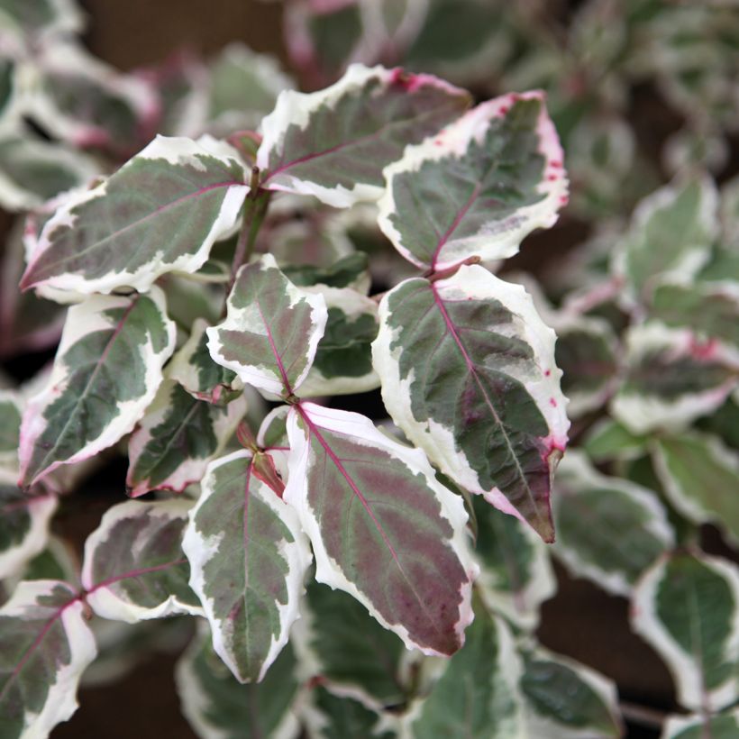 Cornus kousa Akatsuki (Foliage)