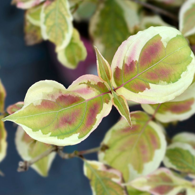 Cornus kousa Akatsuki (Foliage)