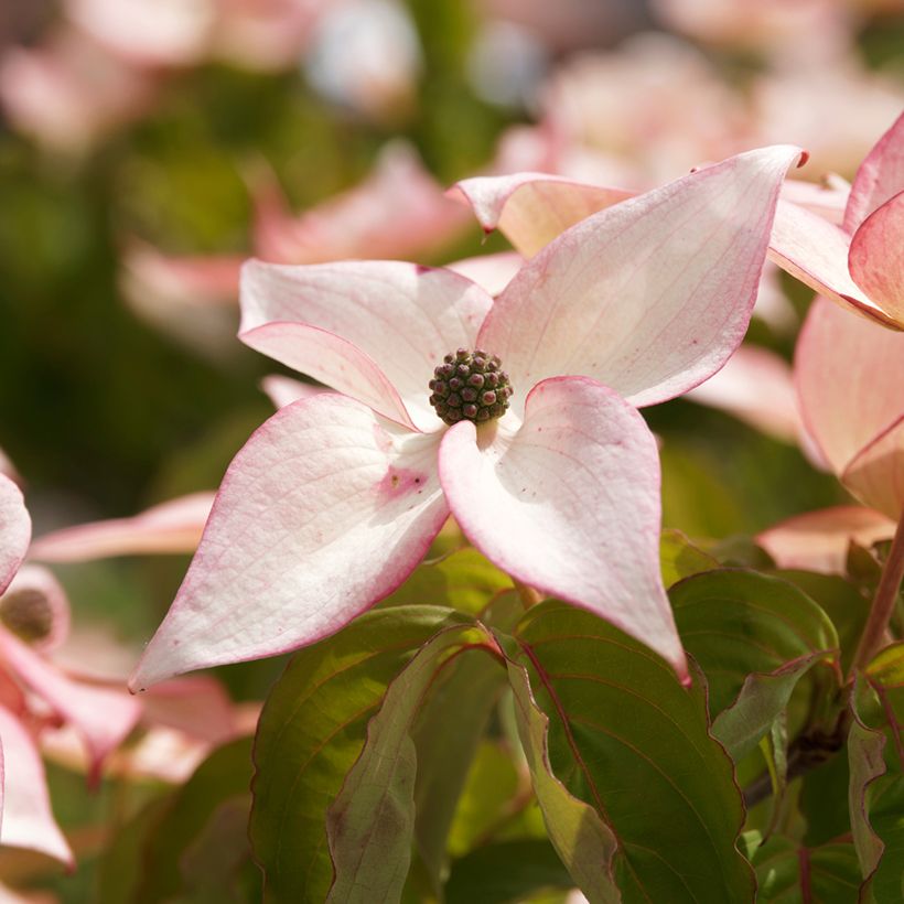 Cornus kousa Beni-fuji - Kousa Dogwood (Flowering)