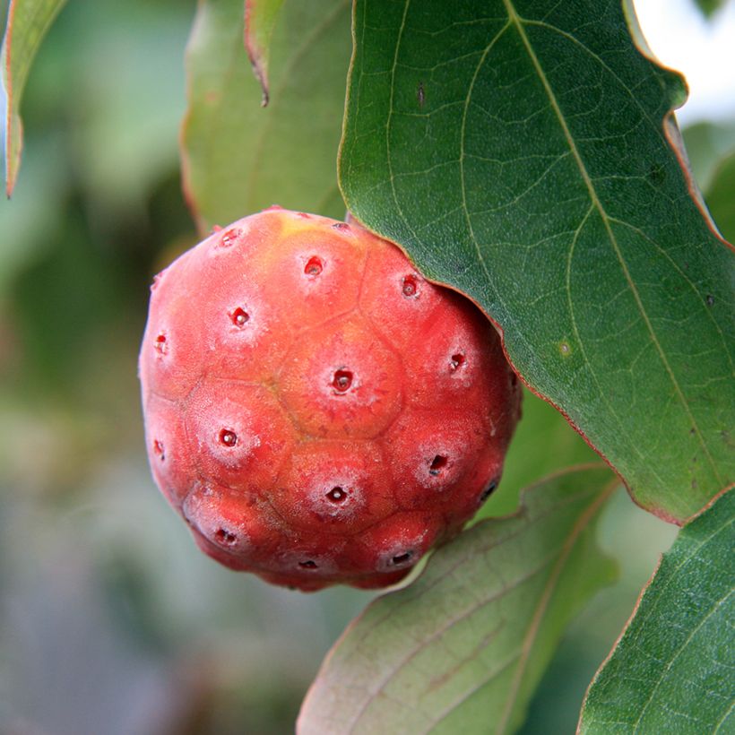 Cornus kousa China Girl - Flowering Dogwood (Harvest)