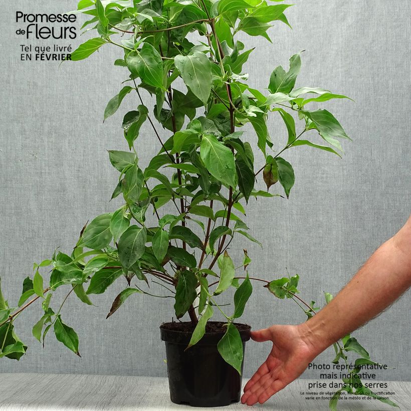 Cornus kousa var. chinensis - Flowering Dogwood 3L/4L pot sample as delivered in autumn