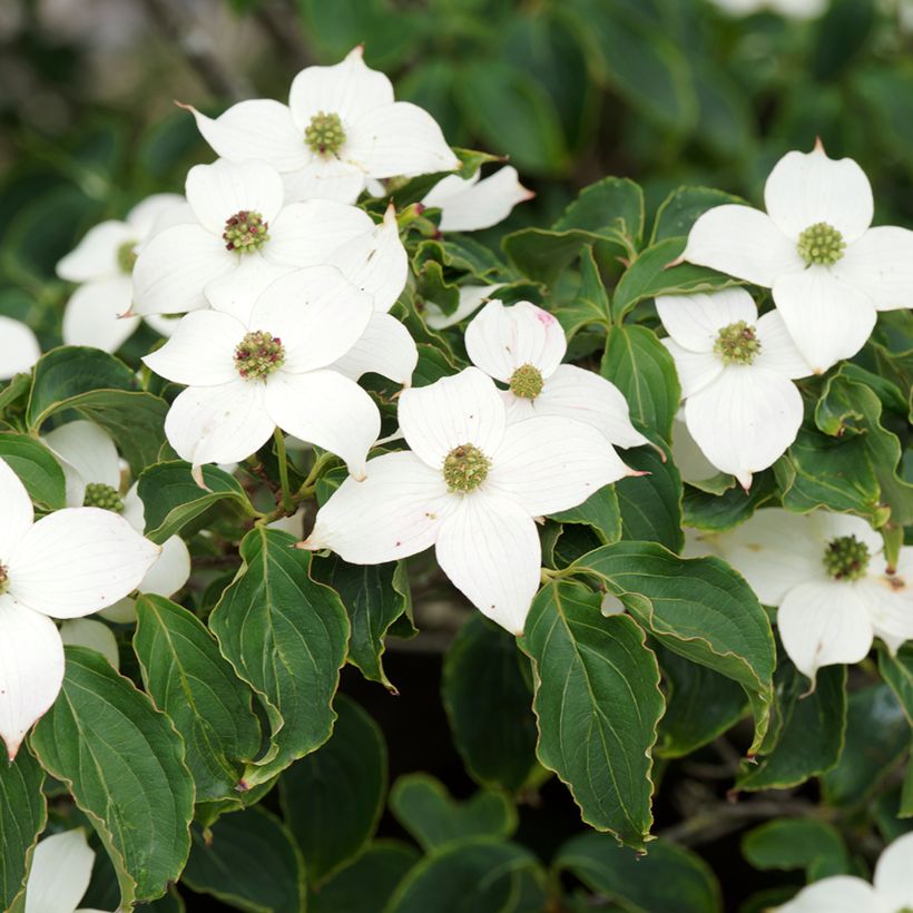 Cornus kousa var. chinensis - Flowering Dogwood (Flowering)