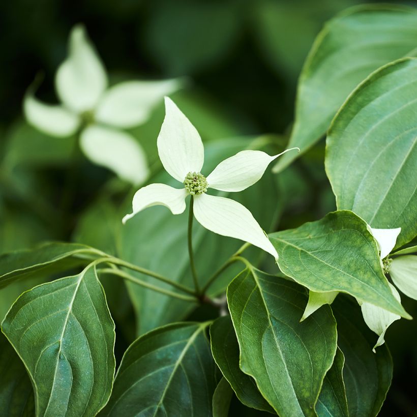 Cornus kousa - Flowering Dogwood (Foliage)