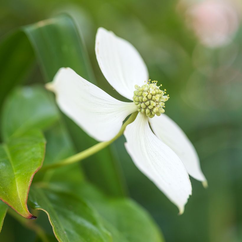 Cornus kousa - Flowering Dogwood (Flowering)