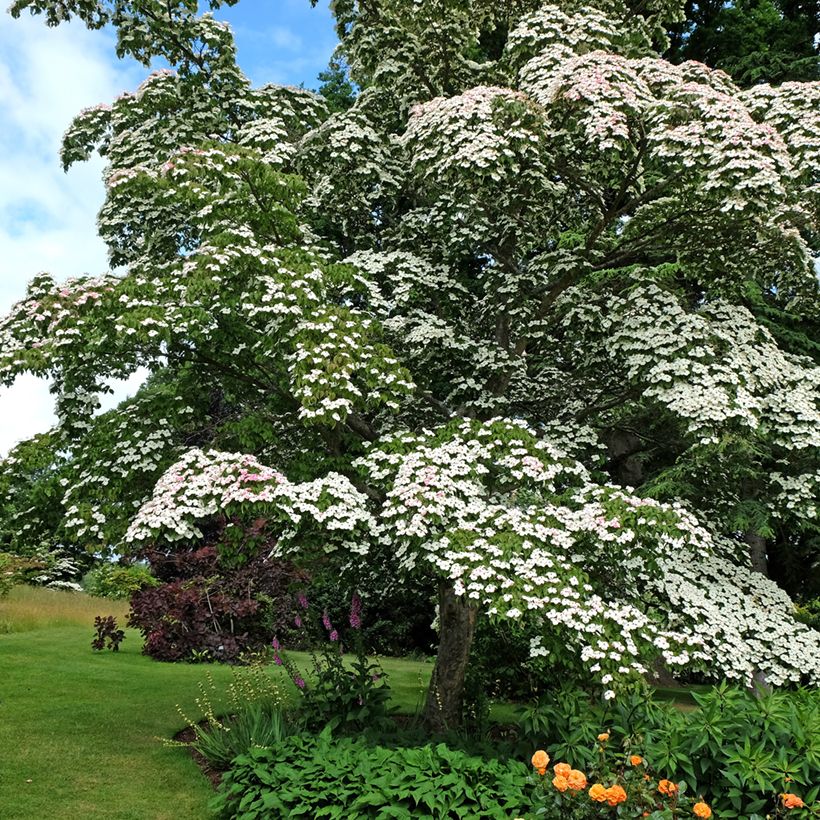 Cornus kousa - Flowering Dogwood (Plant habit)