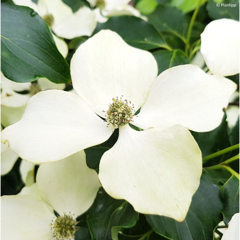 Cornus kousa Flower Tower - Flowering Dogwood (Flowering)