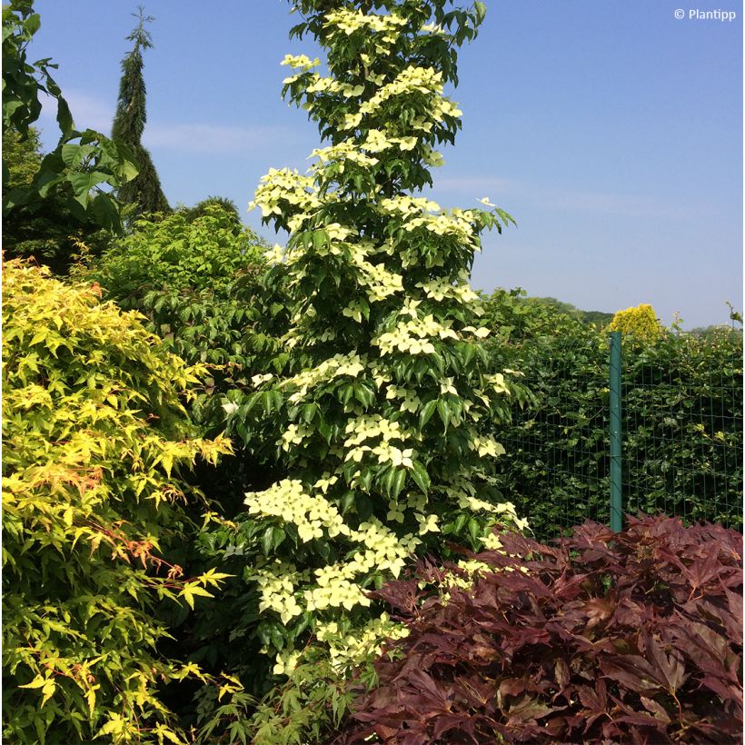 Cornus kousa Flower Tower - Flowering Dogwood (Plant habit)