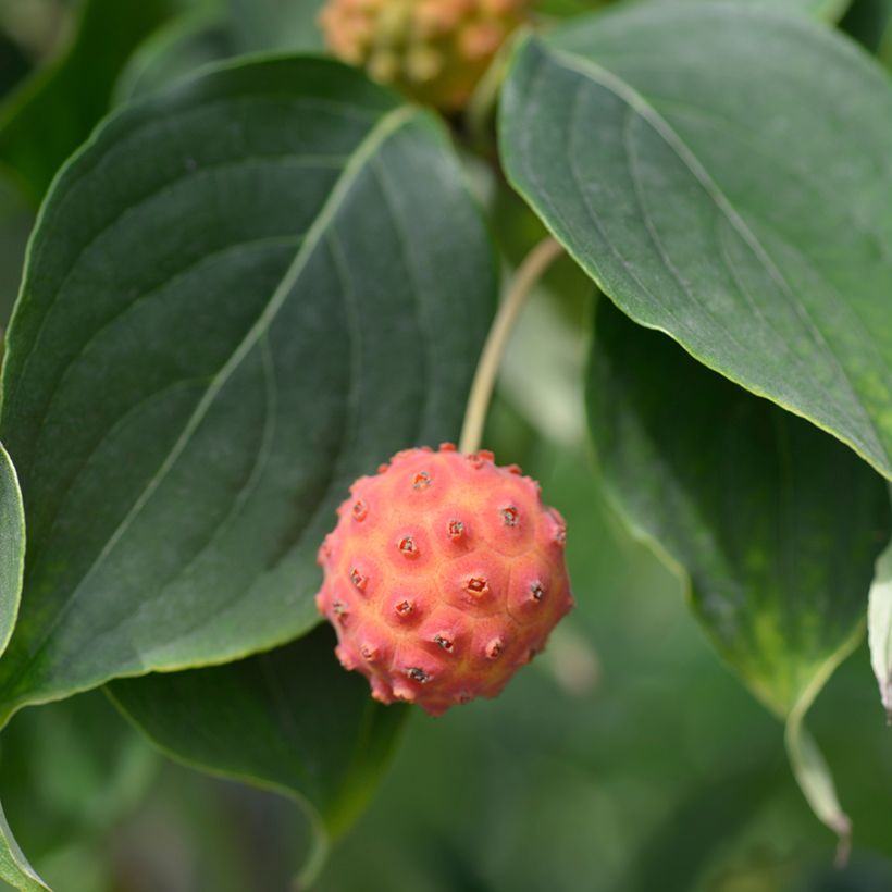 Cornus kousa Galilean - Flowering Dogwood (Harvest)