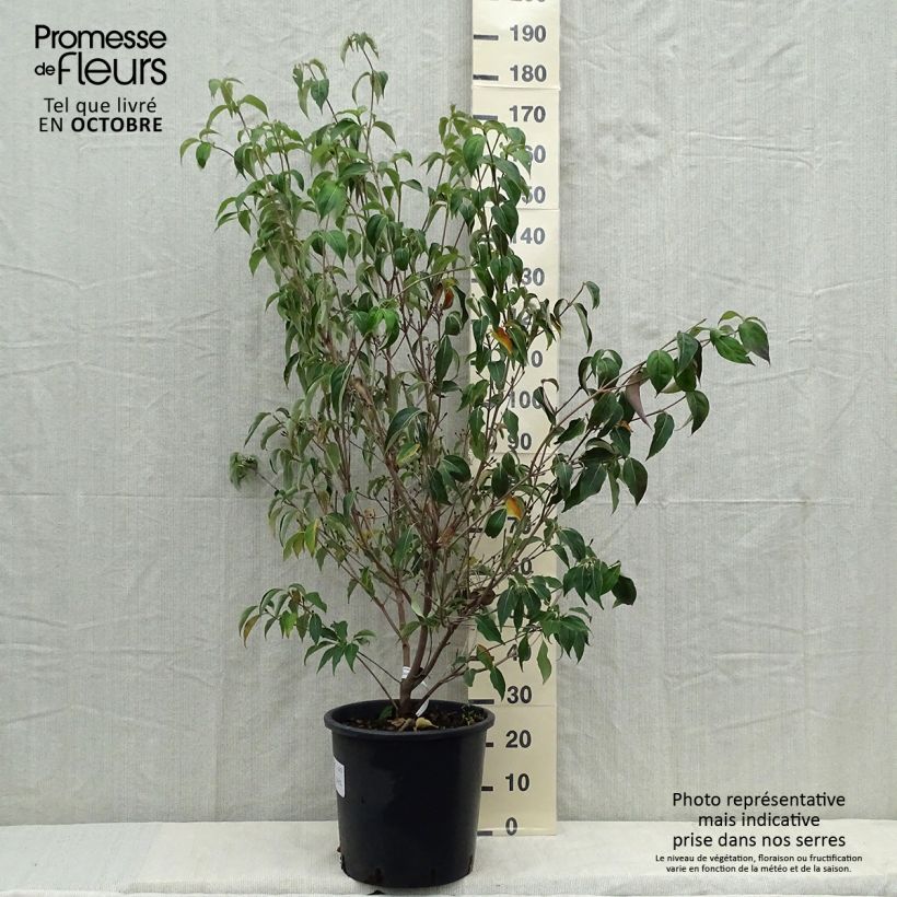 Cornus kousa Roberts Select - Flowering Dogwood 20L/25L pot sample as delivered in autumn