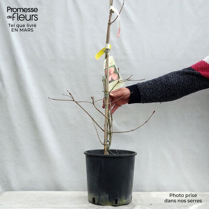 Cornus kousa Rosy Teacups - Flowering Dogwood sample as delivered in spring