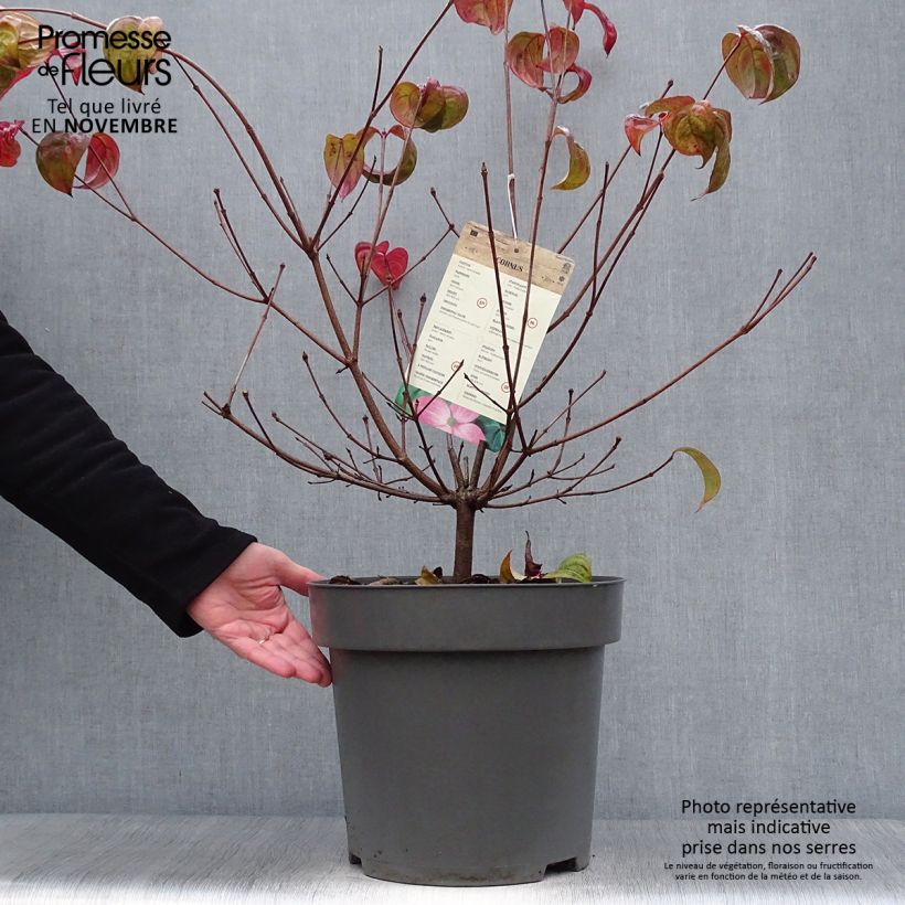 Cornus kousa Satomi - Flowering Dogwood 7.5L/10L pot sample as delivered in autumn