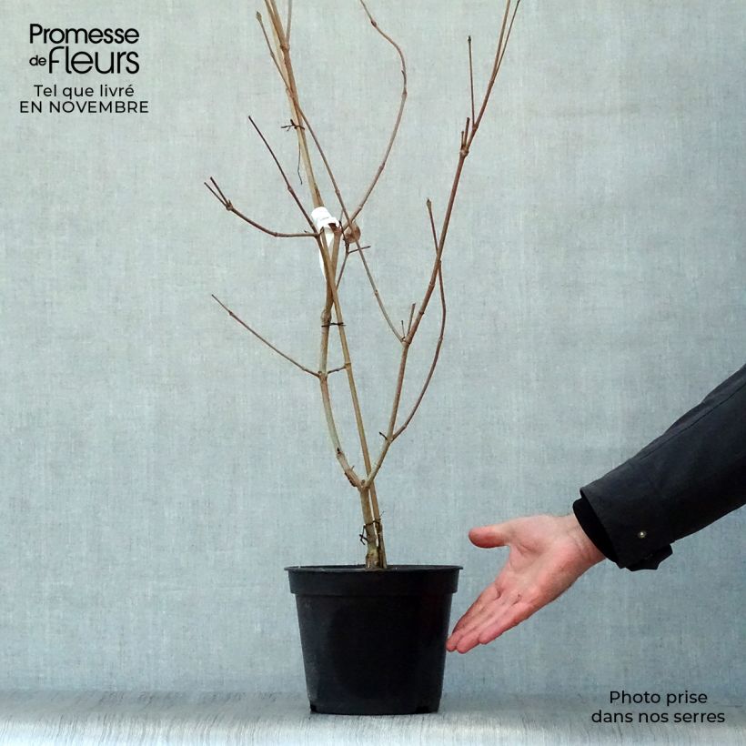 Cornus kousa Satomi - Flowering Dogwood 4L/5L pot sample as delivered in autumn