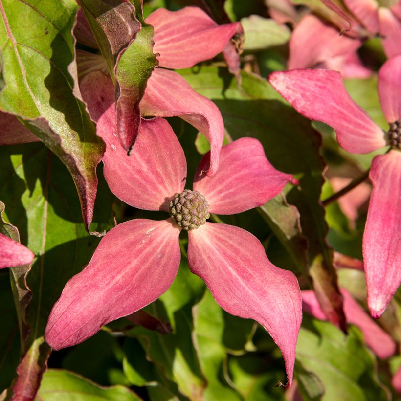 Cornus kousa Scarlet Fire - Flowering Dogwood (Flowering)