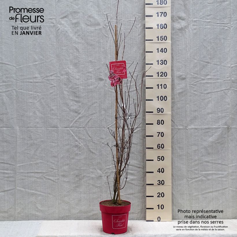 Cornus kousa Scarlet Fire - Flowering Dogwood 7.5L/10L pot sample as delivered in winter