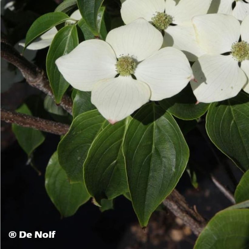 Cornus kousa Schmetterling - Flowering Dogwood (Foliage)
