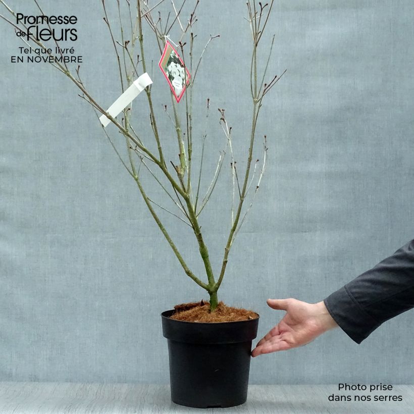 Cornus kousa Teutonia - Flowering Dogwood 4L/5L pot sample as delivered in autumn