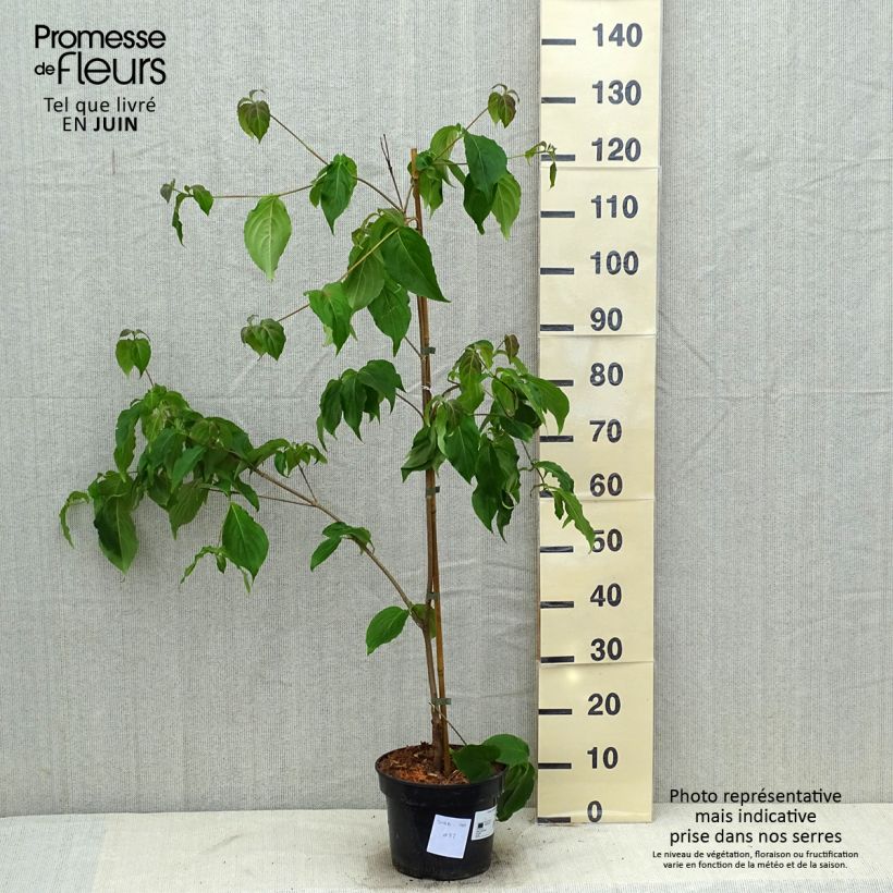 Cornus kousa Teutonia - Flowering Dogwood 4L/5L potShipped height around 120cm sample as delivered in summer