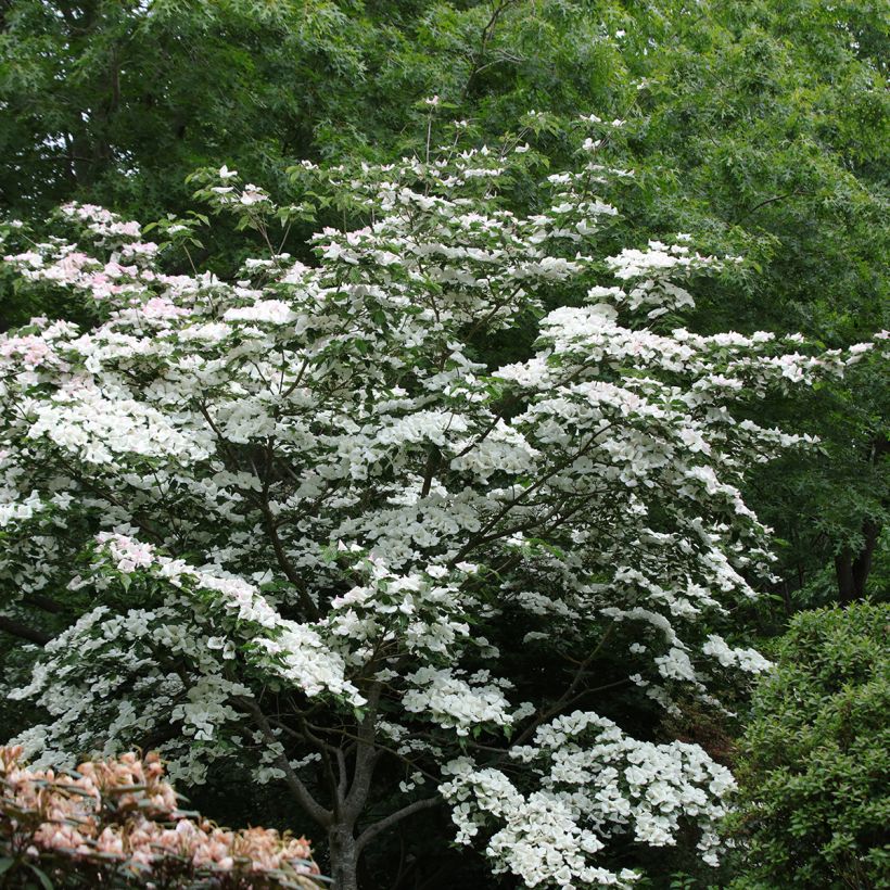 Cornus Venus - Flowering Dogwood (Plant habit)