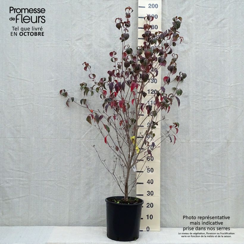 Cornus kousa Wietings Select - Flowering Dogwood 18L/20L pot sample as delivered in autumn