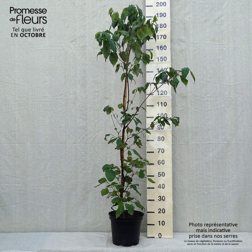 Cornus kousa subsp. chinensis Great Star - Flowering Dogwood 7.5L/10L pot sample as delivered in autumn