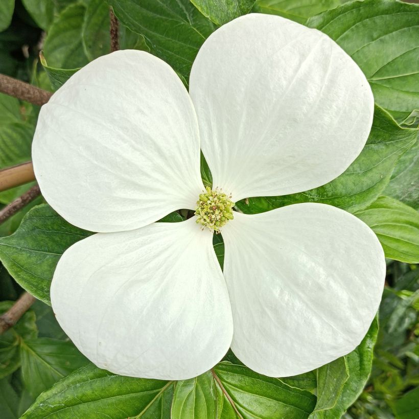 Cornus Venus - Flowering Dogwood (Flowering)