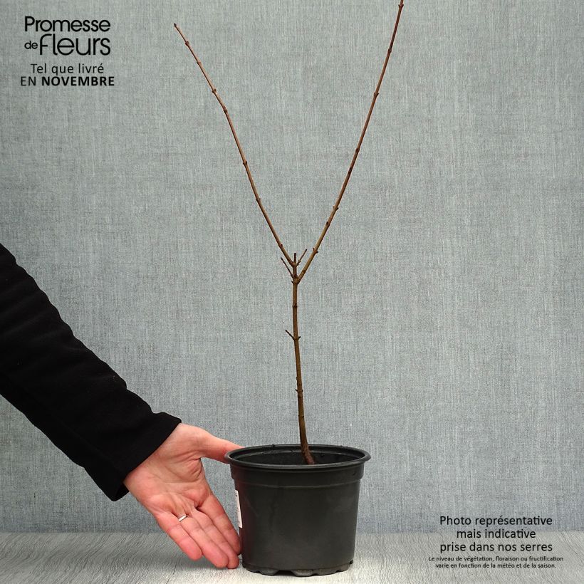 Cornus mas - European Cornel 2L/3L pot sample as delivered in autumn