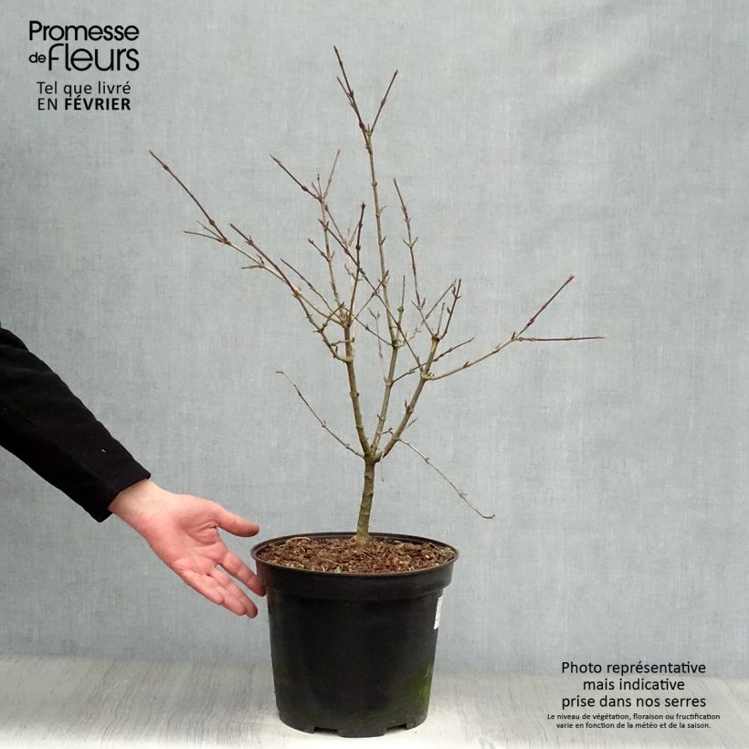 Cornus mas - European Cornel 7.5L/10L pot sample as delivered in winter