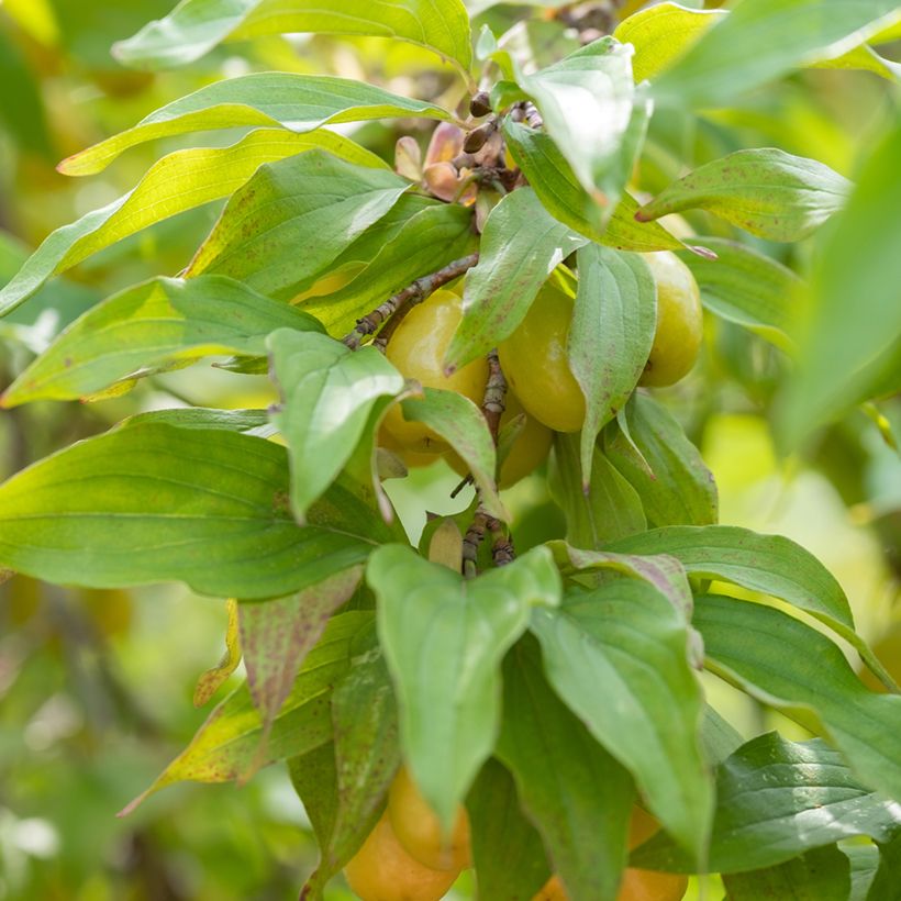 Cornus mas Jolico - European Cornel (Foliage)