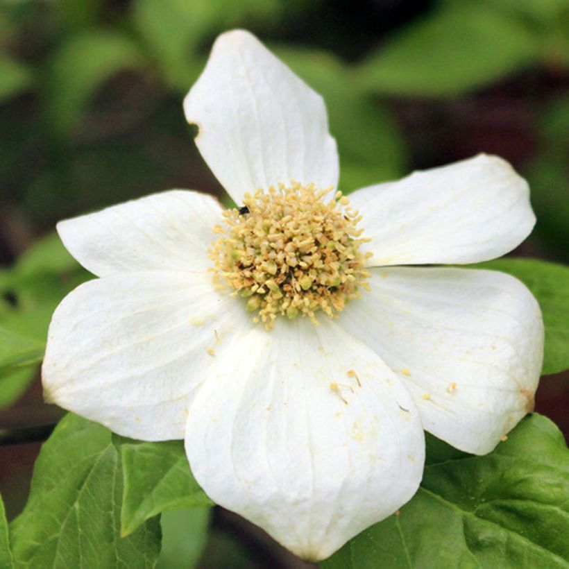 Cornus nuttallii Gold Spot (Flowering)