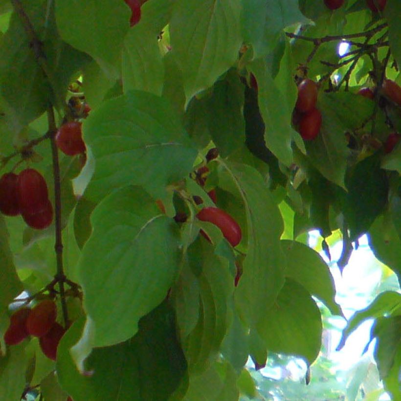 Cornus officinalis - Japanese Cornelian Cherry (Foliage)